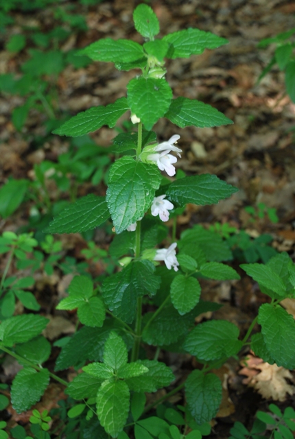 Melittis melissophyllum